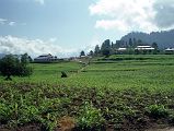 16 Shogran In Kaghan Valley We leave the main road and climb 8km through tall pine trees to Shogran (2362m), a major Pakistani tourist destination set among tall pine trees, green meadows, cornfields and cow pastures. There are many hotels, with flower covered gardens, and restaurants.